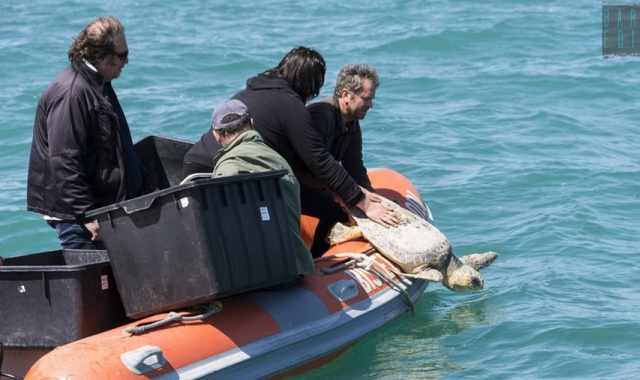 Bisceglie, la liberazione delle tartarughe in mare: salvate da ami, reti ed eliche